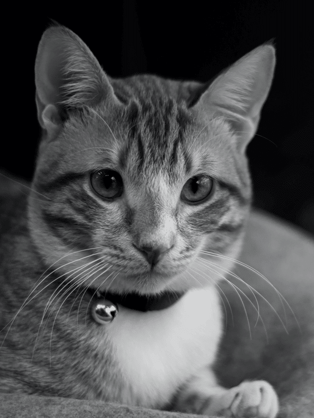 Cat in black and white photo