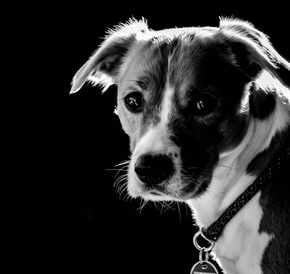 dog in black and white photo