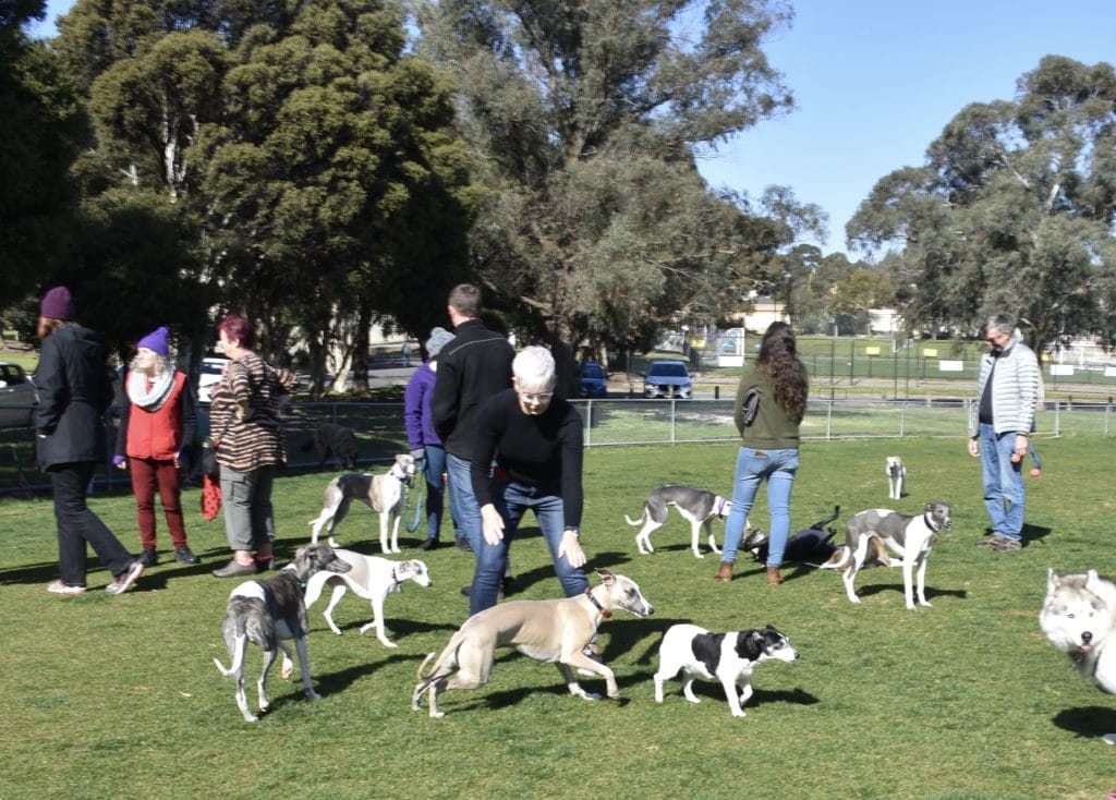 best dog walking parks in Forest Hill